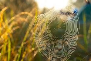Spinnennetz mit Tautropfen, verwundet von einem kalten, nebligen Morgen. selektiver Fokus.