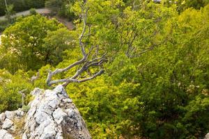 ein einsamer Baum, der auf einem Felsen in den wilden Bergen wächst .. foto