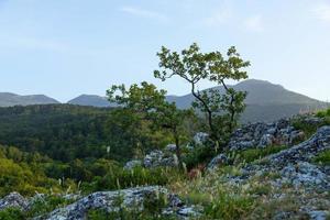 ein einsamer Baum, der auf einem Felsen in den wilden Bergen wächst .. foto