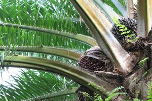 Palmenfrucht am Baum, tropische Pflanze für die Biodieselproduktion foto