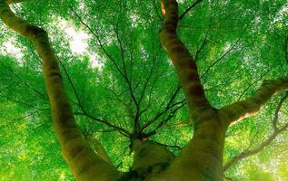 Selektiver Fokus auf großen grünen Baum im Wald mit Sonnenlicht. frische Umgebung im Frühjahr. Grüner Baum gibt Sauerstoff im Garten für gesunden Atem. Schönheit in der Natur. Ökosystem. Öko-Leben. Umwelt tag. foto