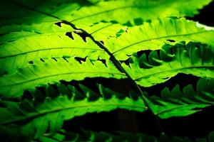 grünes Blatt mit Sonnenlicht auf dunklem Hintergrund. Natur Hintergrund. Makroaufnahme der Farnblattstruktur. Farnblatt im Wald. morgens scheint die sonne durch das farnblatt. Öko-Natur-Konzept. Ökologie. foto