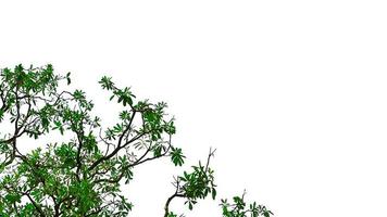 Baum mit Ast und grünen Blättern isoliert auf weißem Hintergrund mit Kopierraum. foto