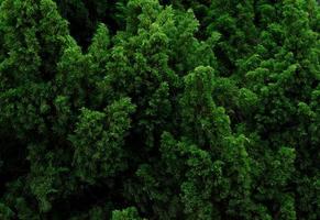 nahaufnahme kleine grüne blätter der pflanze mit sonnenlicht. grüne Blätter Textur Hintergrund. Schönheit in der Natur. natürlichen Hintergrund. foto