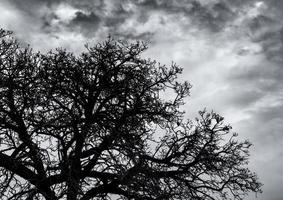 Silhouette toter Baum und Zweig auf grauem Himmelshintergrund. schwarze Zweige des Baumes. Natur Textur Hintergrund. Kunsthintergrund für traurig, tot, einsam, hoffnungslos und verzweifelt. Halloween-Tag-Hintergrund. foto