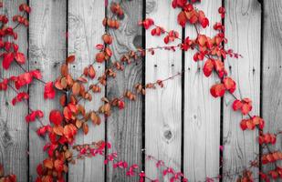 Roter Efeu klettert auf Holzzaun. Schlingpflanze auf grauer und weißer Holzwand des Hauses. Efeu wächst auf Holzplatte. Vintage-Hintergrund. Garten im Freien. natürliche rote blätter auf holzplatte bedeckt. foto