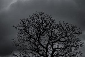 Silhouette toter Baum und Zweig auf grauem Himmelshintergrund. schwarze Zweige des Baumes. Natur Textur Hintergrund. Kunsthintergrund für traurig, tot, einsam, hoffnungslos und verzweifelt. Halloween-Tag-Hintergrund. foto