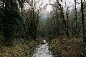 Strom im Wald foto