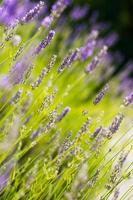 frischer Lavendel foto