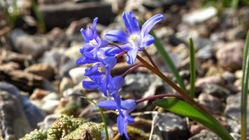 schöne lila chinodoxa forbesii blumen bewegen sich langsam im wind. foto