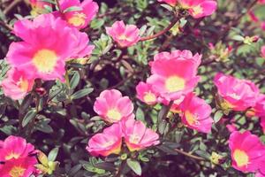 rosa Portulak oder Moosrose oder Sonnenpflanze oder Sonnenrosengarten foto