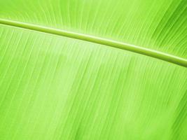 Weicher Fokus auf grünem Bananenblatt und Stängelhintergrund foto