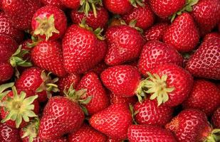 Nahaufnahme von frisch gepflückten Erdbeeren