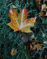 Naturstruktur der Blätter im Herbst vor grünem Hintergrund. frisches Laub. Naturhintergrund. Park mit gelben Ahornblättern. flache Lage, Draufsicht foto