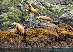 Seelöwen auf einem Felsen