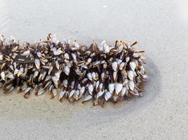 Schwanenhalsseepocken auf Sand foto