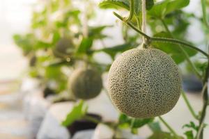 Nahaufnahme einer grünen Netzmelone, die in Gewächshäusern angebaut wird, indem die Früchte mit einem Seil zur einfachen Pflege aufgehängt werden. foto