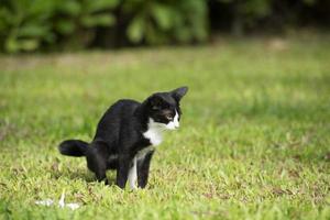 Eine schwarz-weiße Katze, die auf einem Gras sitzt und uriniert foto