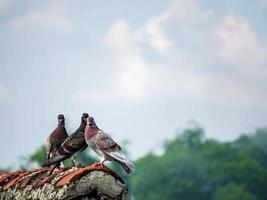 Drei Tauben auf dem Dach foto