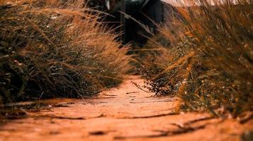 Low Angle Shot eines Waldweges. Gehweg, der zum Wald führt foto