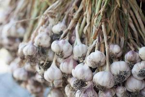 frischer Knoblauch hautnah foto