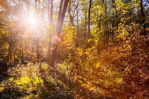 sonniger Tag im Herbst sonnige Waldbäume. Naturwälder, Sonnenlicht