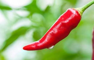 roter Chili mit Wassertropfen nach Regen über grünem Blatt der Unschärfe foto