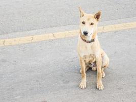 Lokaler thailändischer Hund in einer ländlichen Straße foto