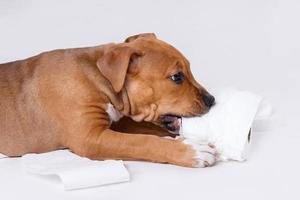 Staffordshire Terrier Welpe und Rolle Toilettenpapier foto