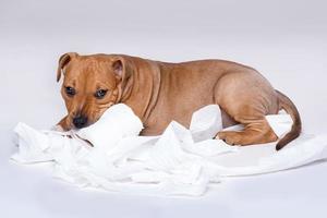 Staffordshire Terrier Welpe und Rolle Toilettenpapier foto