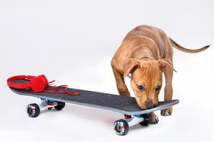 Staffordshire-Terrierwelpe und Skateboard foto