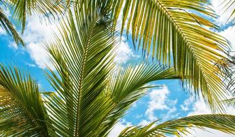 Palmblätter über blauem Himmelshintergrund foto