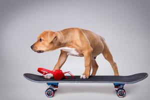 Staffordshire-Terrierwelpe und Skateboard foto