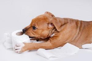 Staffordshire Terrier Welpe und Rolle Toilettenpapier foto