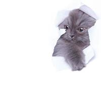 Kätzchen, das aus einem Loch aus zerrissenem Papier herausschaut foto