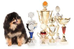 Pommerscher Spitzhund mit Siegerpokalen foto