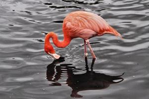 Blick auf einen Flamingo im Naturschutzgebiet Slimbridge foto