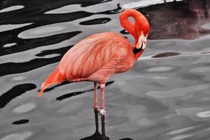 Blick auf einen Flamingo im Naturschutzgebiet Slimbridge foto