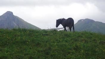 Pferd auf einem Hügel