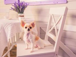 Mini-Chihuahua-Welpe von weißer Farbe mit Rot auf einem Stuhl zu Hause. reinrassiger kleiner hund. foto