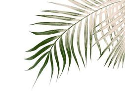 grüne Blätter der Palme lokalisiert auf weißem Hintergrund foto