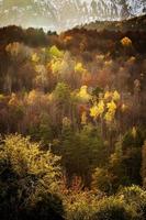 bunte Waldbäume in der Herbstsaison foto