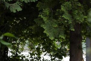 grüne Thuja-Baum-Nahaufnahme auf einem verschwommenen Hintergrund foto