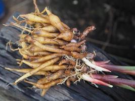 boesenbergia rotunda kaempferia cochinchinensis gagnep. kaempferia ovata roscoe, kaempferia pandurata roxb frisches, pflanzliches essen thailändisches kraut auf holz, covid-19 coronavirus foto