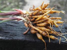 boesenbergia rotunda kaempferia cochinchinensis gagnep. kaempferia ovata roscoe, kaempferia pandurata roxb frisches, pflanzliches essen thailändisches kraut auf holz, covid-19 coronavirus foto