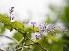 Blume lila Blumenstrauß aus fünf Blütenblättern, wie ein 5-zackiges Blütenblatt, die Oberseite der Blütenblätter ist behaart, die Basis der Blütenblätter ist mit der Röhre verbunden, in den Blüten befinden sich 4-5 Staubblätter foto