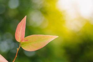 Nahaufnahme der Naturansicht des grünen Blattes der Baumkrone im Garten im Sommer unter Sonnenlicht. natürliche grüne Pflanzenlandschaft als Hintergrund oder Tapete. foto
