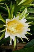 Drachenfruchtblüten blühen auf einer Farm in Südthailand. foto