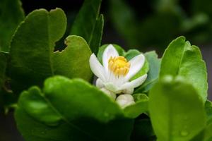 die weißen zitronenblumen blühen im thailändischen garten. und Tropfwasser foto