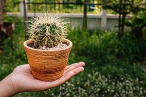 Kaktus Blumenbaumkakteen Cactaceae juss foto